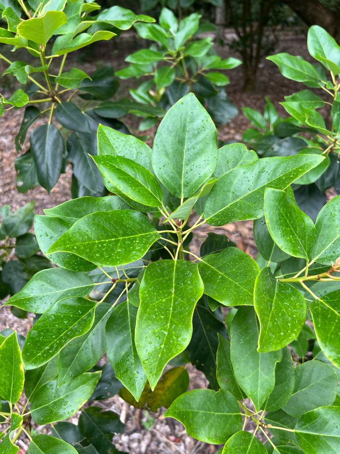 Hong Kong Rose Tree Rhodoleia championii 10 Seeds