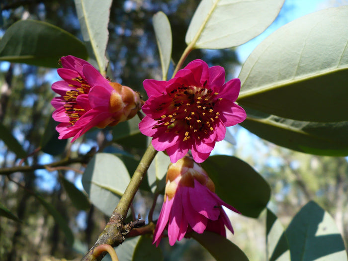 Hong Kong Rose Tree Rhodoleia championii 10 Seeds