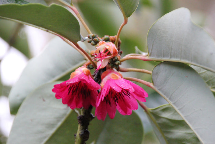 Hong Kong Rose Tree Rhodoleia championii 10 Seeds