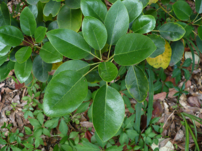 Hong Kong Rose Tree Rhodoleia championii 10 Seeds