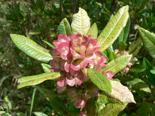 Hopbush Dodonaea viscosa 20 Seeds