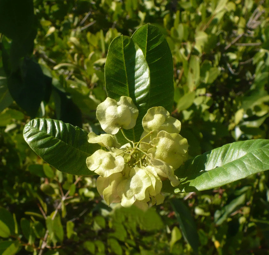 Hopbush Dodonaea viscosa 20 Seeds