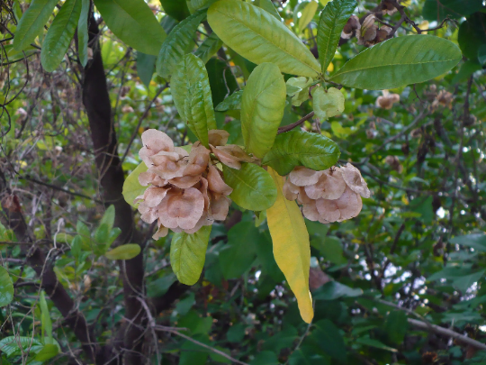 Hopbush Dodonaea viscosa 20 Seeds