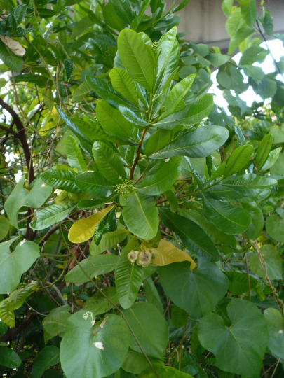 Hopbush Dodonaea viscosa 20 Seeds