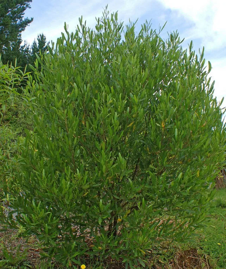 Hopbush Dodonaea viscosa 20 Seeds