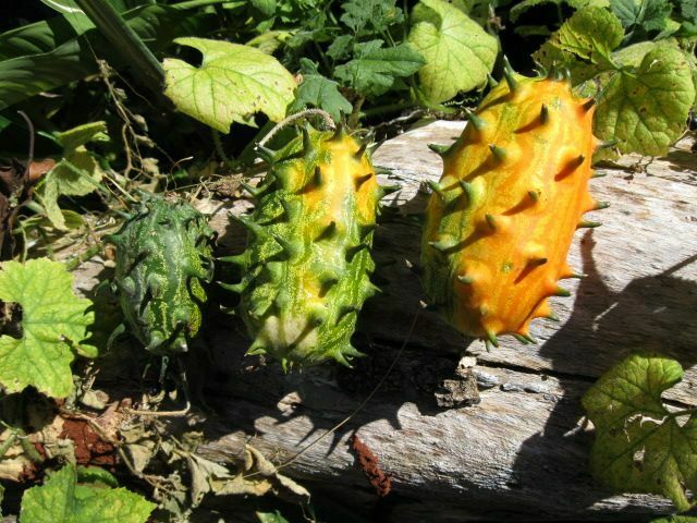 Horned Melon  10 Seeds  Kiwano  Cucumis metuliferus