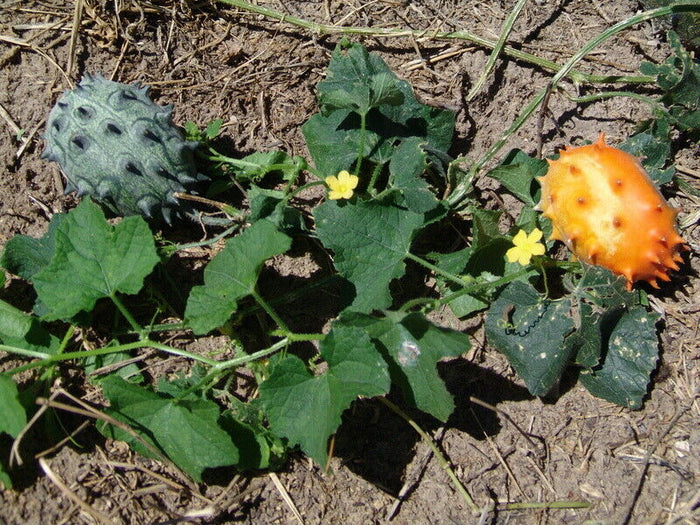 Horned Melon  10 Seeds  Kiwano  Cucumis metuliferus