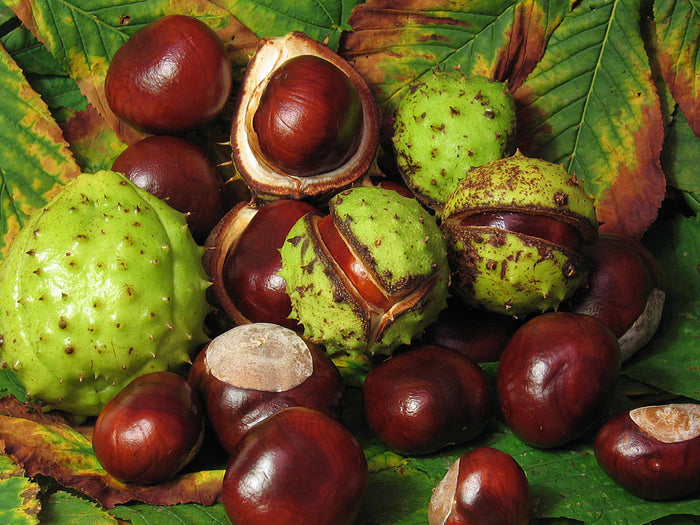 Horse Chestnut  5 Seeds  Aesculus hippocastanum