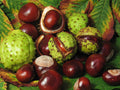 Horse Chestnut  5 Seeds  Aesculus hippocastanum