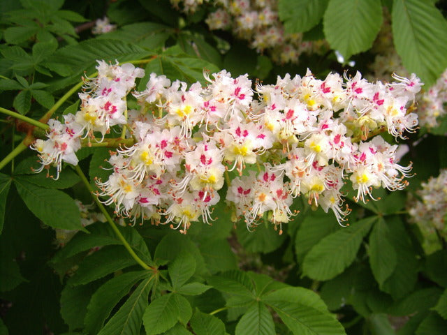 Horse Chestnut  5 Seeds  Aesculus hippocastanum