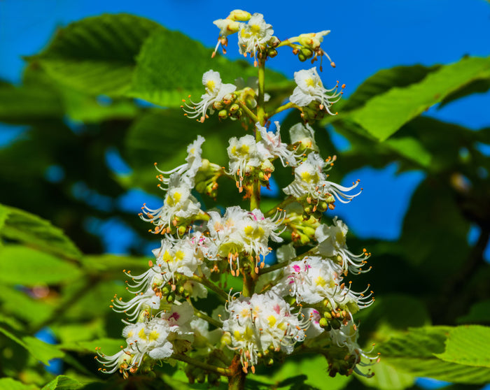 Horse Chestnut  5 Seeds  Aesculus hippocastanum
