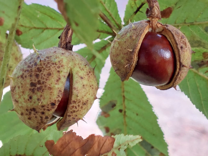 Horse Chestnut  5 Seeds  Aesculus hippocastanum