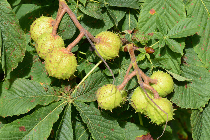 Horse Chestnut  5 Seeds  Aesculus hippocastanum
