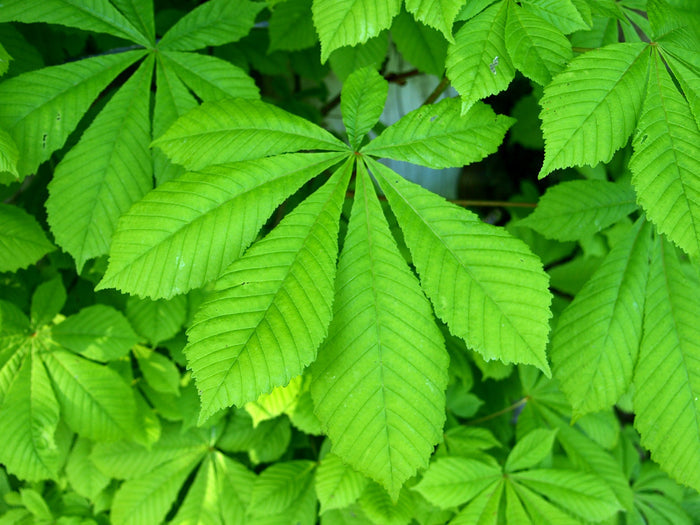 Horse Chestnut  5 Seeds  Aesculus hippocastanum