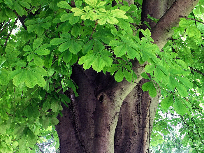 Horse Chestnut  5 Seeds  Aesculus hippocastanum
