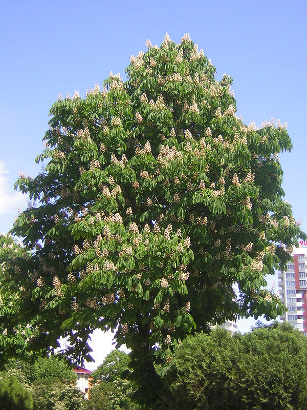 Horse Chestnut  5 Seeds  Aesculus hippocastanum