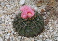 Horse Crippler Cactus   25 Seeds   Echinocactus texensis