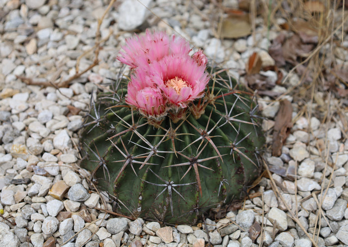 Horse Crippler Cactus   25 Seeds   Echinocactus texensis