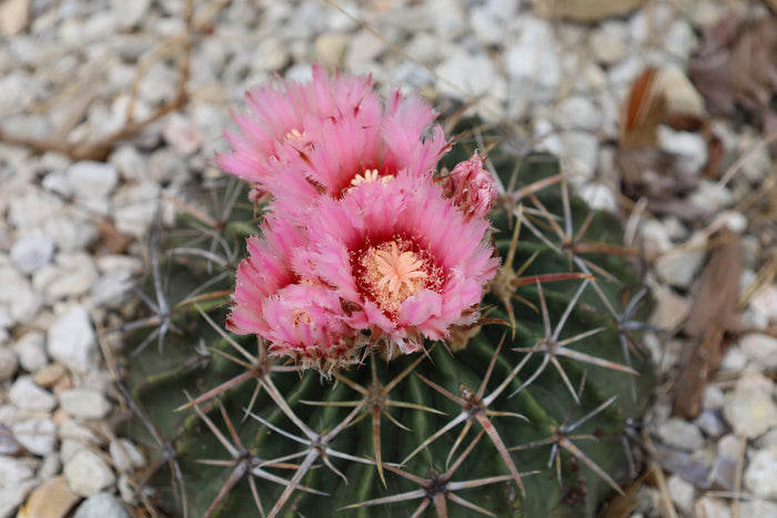 Horse Crippler Cactus   25 Seeds   Echinocactus texensis
