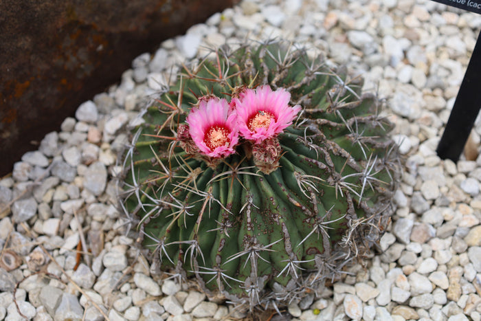 Horse Crippler Cactus   25 Seeds   Echinocactus texensis
