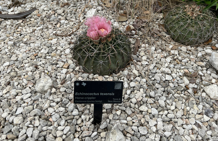 Horse Crippler Cactus   25 Seeds   Echinocactus texensis