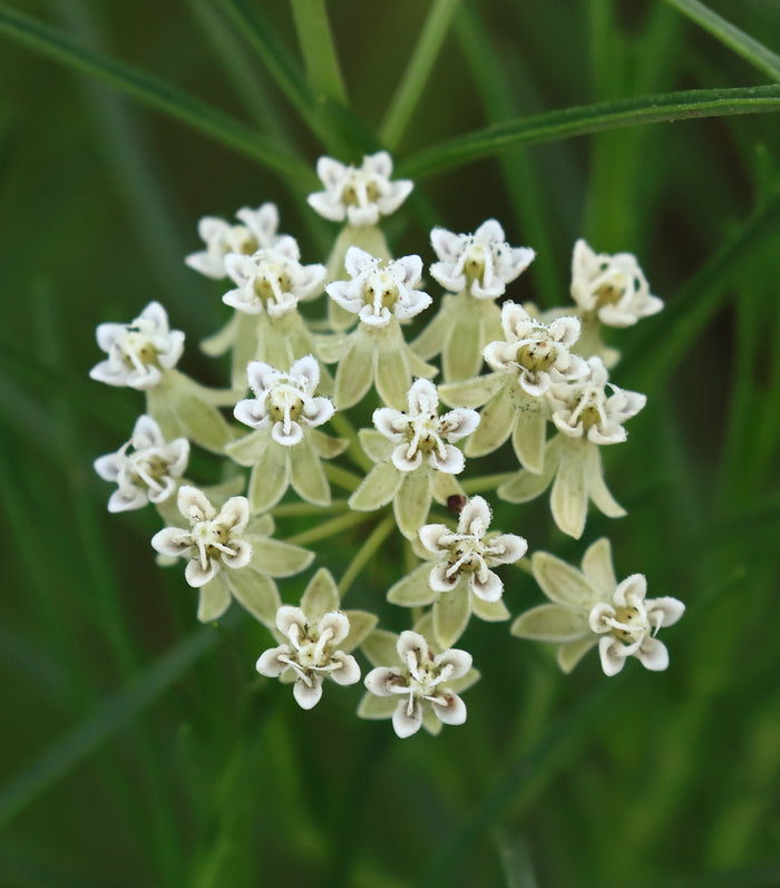 Horsetail Milkweed Asclepias subverticillata 20 Seeds