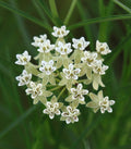 Horsetail Milkweed Asclepias subverticillata 20 Seeds