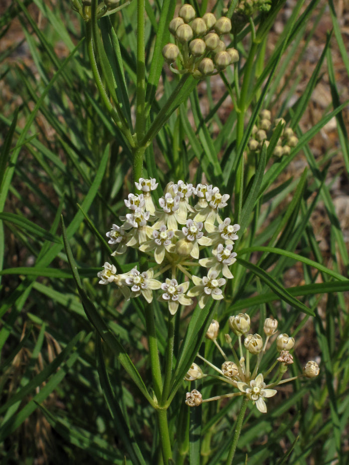 Horsetail Milkweed Asclepias subverticillata 20 Seeds