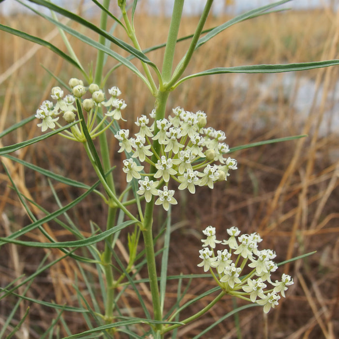 Horsetail Milkweed Asclepias subverticillata 20 Seeds