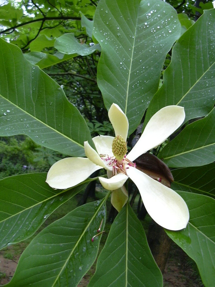 Houpu Magnolia   5 Seeds   Magnolia officinalis