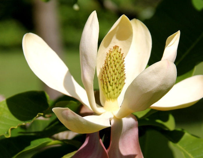 Houpu Magnolia   5 Seeds   Magnolia officinalis