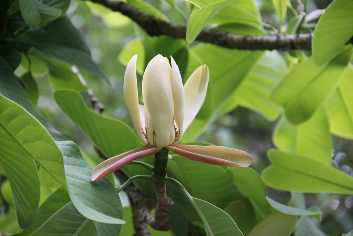 Houpu Magnolia   5 Seeds   Magnolia officinalis