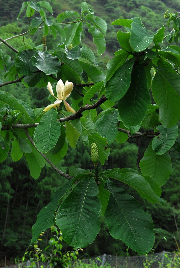 Houpu Magnolia   5 Seeds   Magnolia officinalis