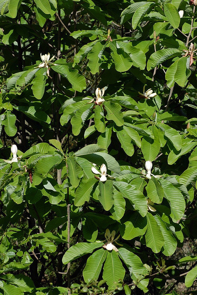 Houpu Magnolia   5 Seeds   Magnolia officinalis