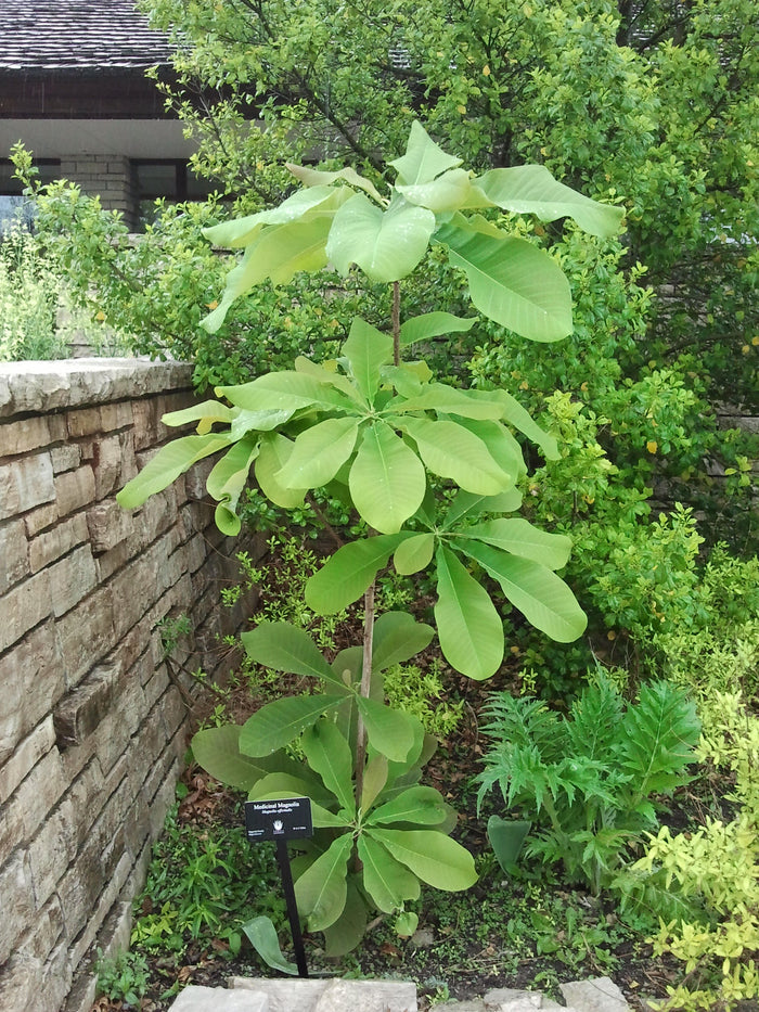 Houpu Magnolia   5 Seeds   Magnolia officinalis
