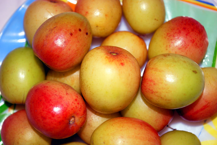 Indian Jujube   10 Seeds   Ziziphus mauritiana