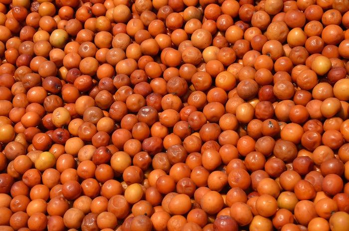 Indian Jujube   10 Seeds   Ziziphus mauritiana