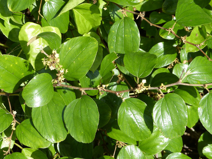 Indian Jujube   10 Seeds   Ziziphus mauritiana