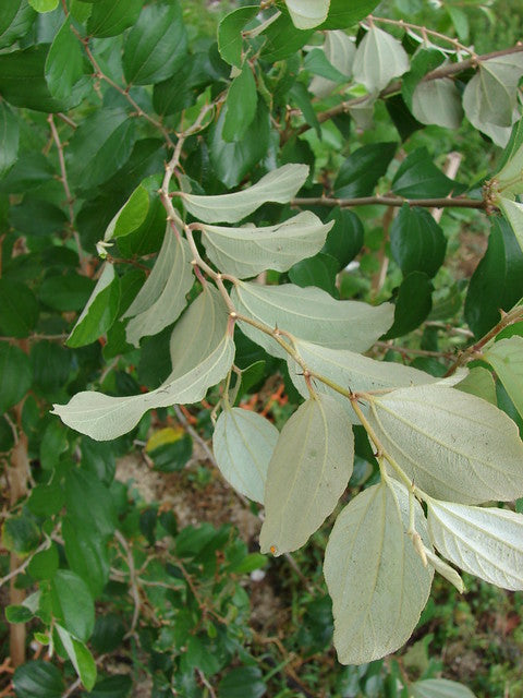 Indian Jujube   10 Seeds   Ziziphus mauritiana