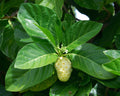Indian Mulberry  20 Seeds  Morinda citrifolia