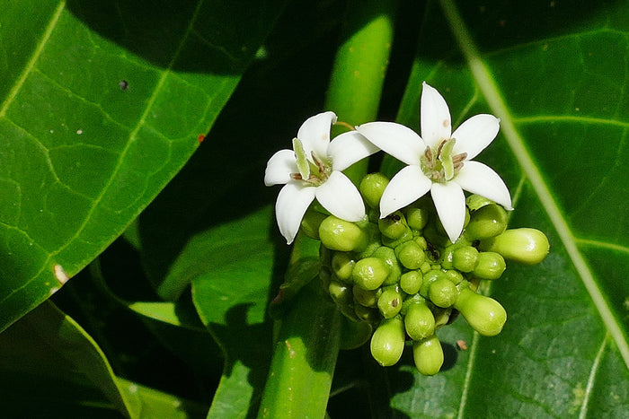 Indian Mulberry  20 Seeds  Morinda citrifolia