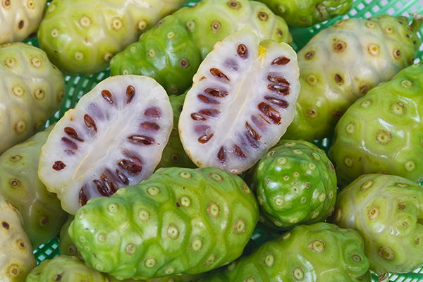 Indian Mulberry  20 Seeds  Morinda citrifolia