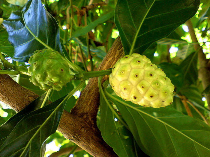 Indian Mulberry  20 Seeds  Morinda citrifolia