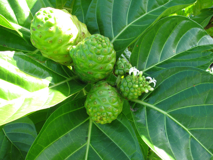 Indian Mulberry  20 Seeds  Morinda citrifolia