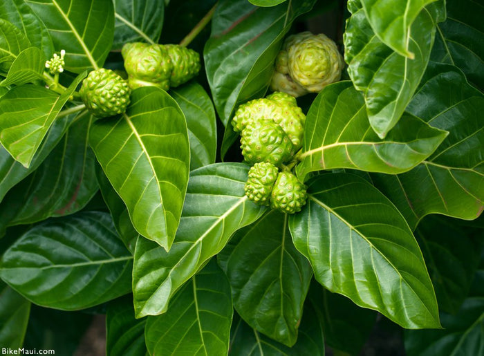 Indian Mulberry  20 Seeds  Morinda citrifolia