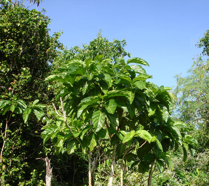 Indian Mulberry  20 Seeds  Morinda citrifolia