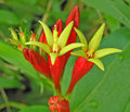 Indian Pink   5 Seeds   Spigelia marilandica