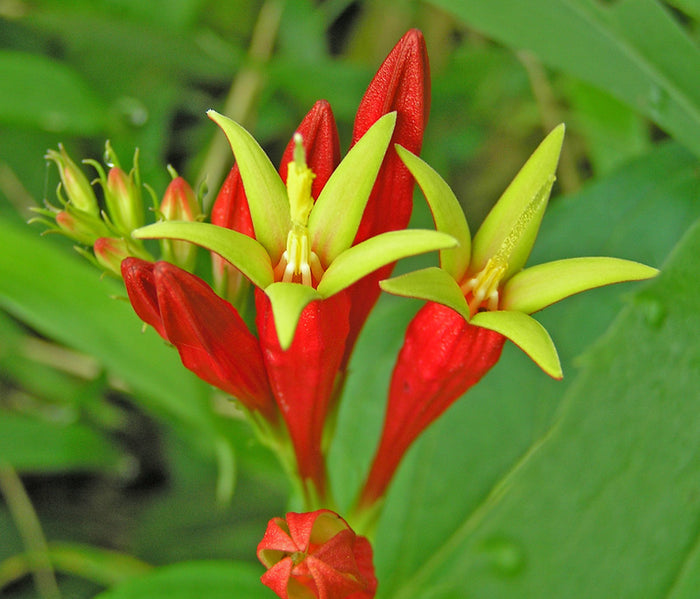 Indian Pink   5 Seeds   Spigelia marilandica