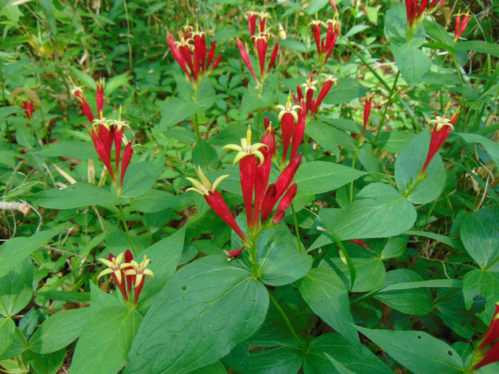 Indian Pink   5 Seeds   Spigelia marilandica