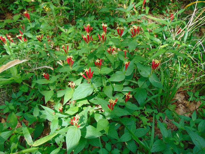 Indian Pink   5 Seeds   Spigelia marilandica
